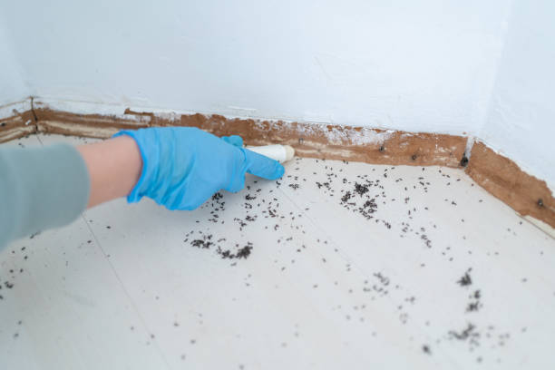 Best Termite Control Services  in Soh Weber, UT